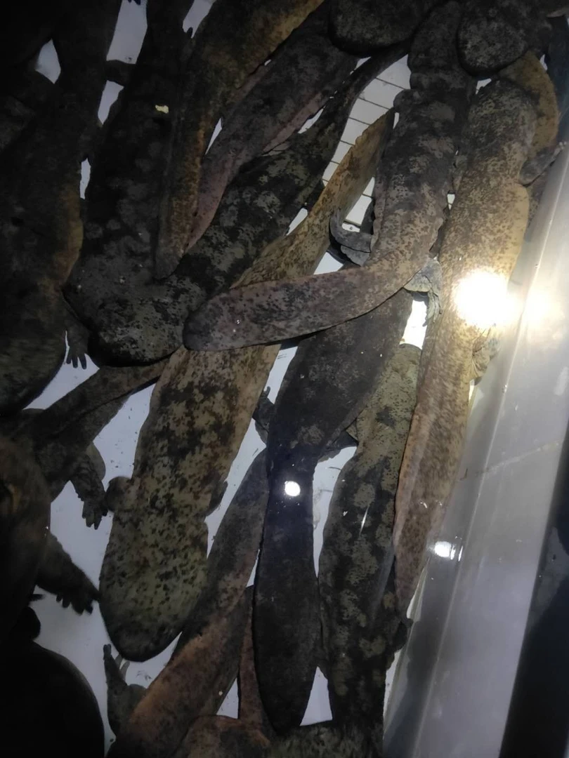 直播间现称现拍人工养殖娃娃鱼