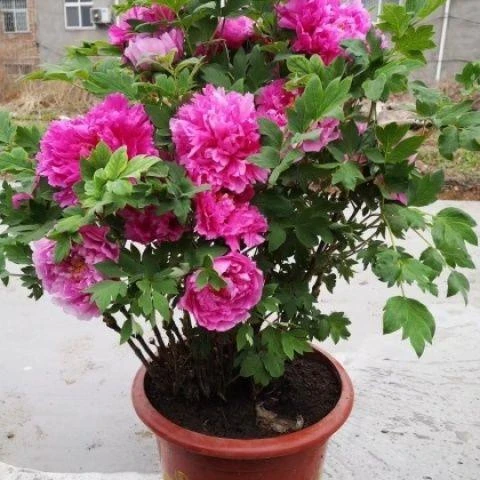 正宗菏泽催花牡丹年宵春节开花卉原盆栽客厅阳台室内观赏重瓣鲜花