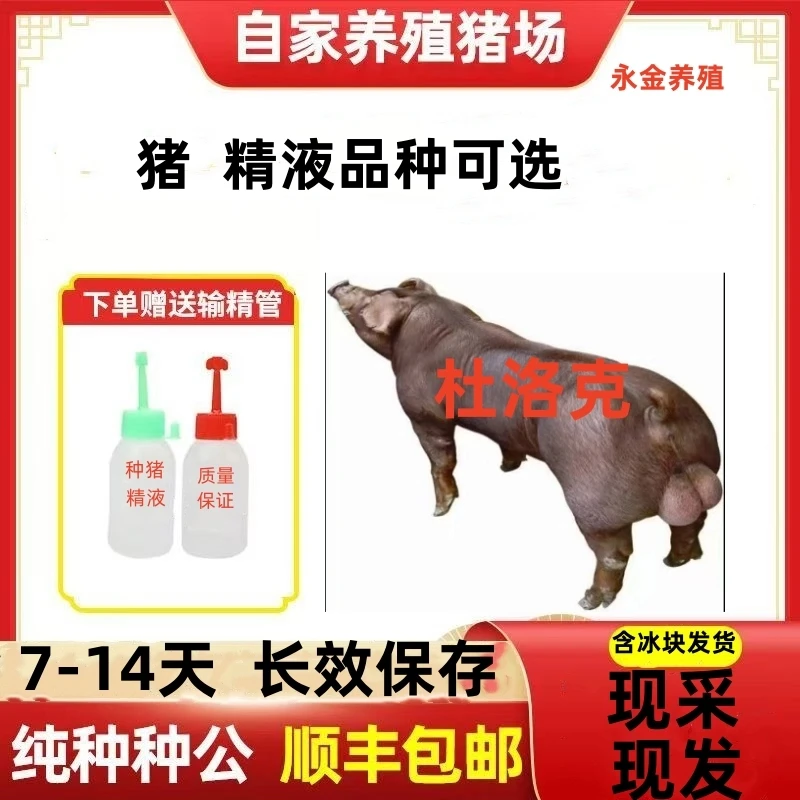 新美系杜洛克种猪优质精液品种可选一件包邮原种恒温箱发货包对版