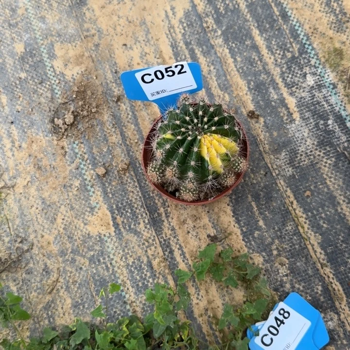 夯***大052 实生仙人球拖土发货