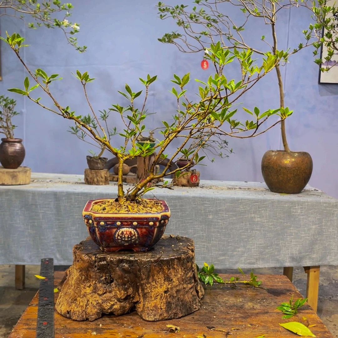 完全开放海岛栀子花盆景