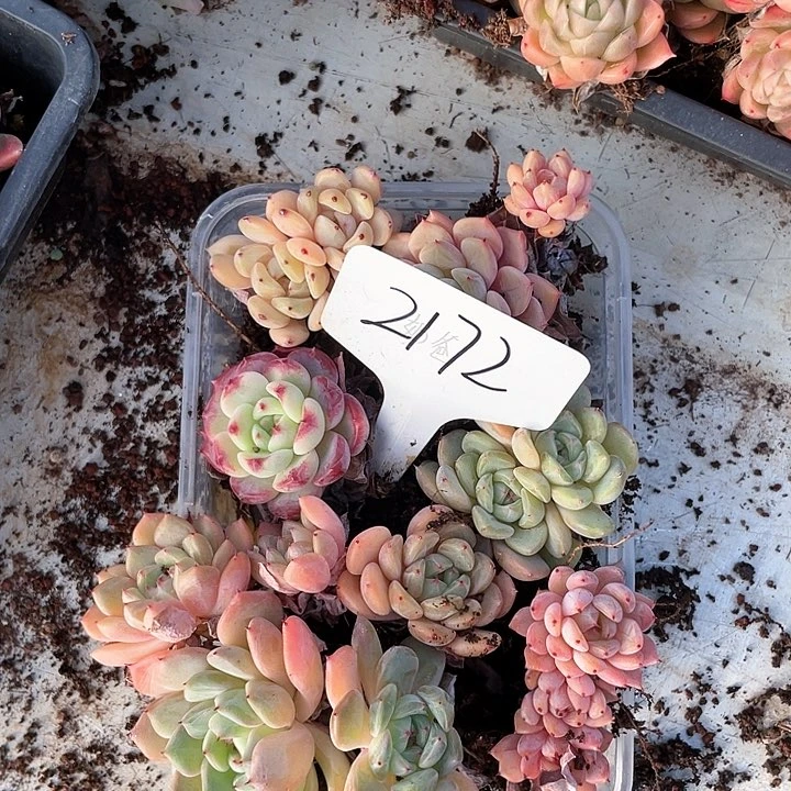 薇薇安园艺多肉2172