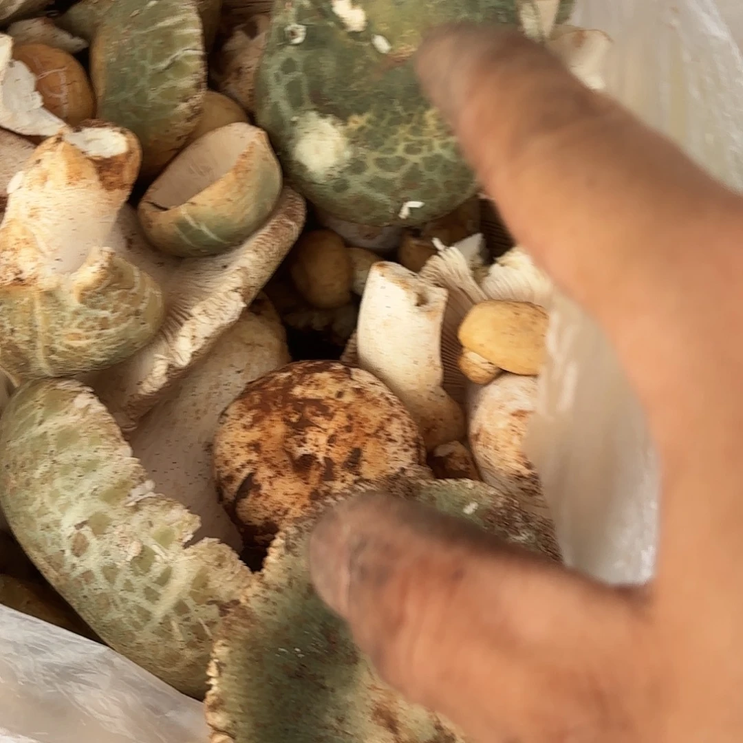 自***海云南南华野生菌中国大陆