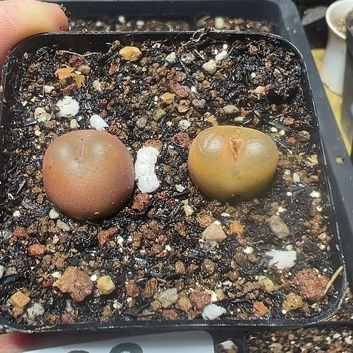 536号特价吕氏毛2个多肉植物