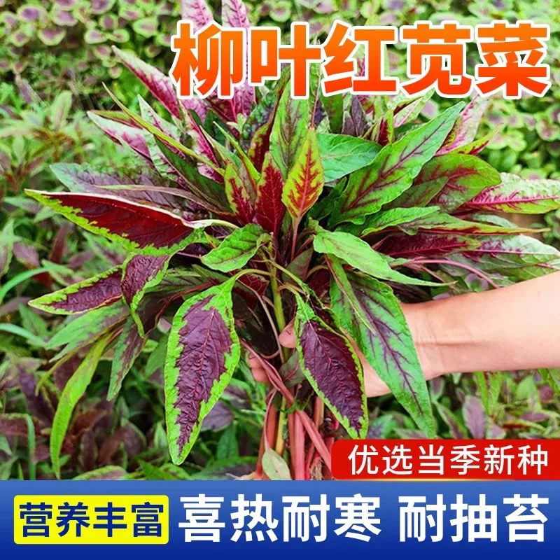 【全店5包包邮】红柳叶苋菜种子