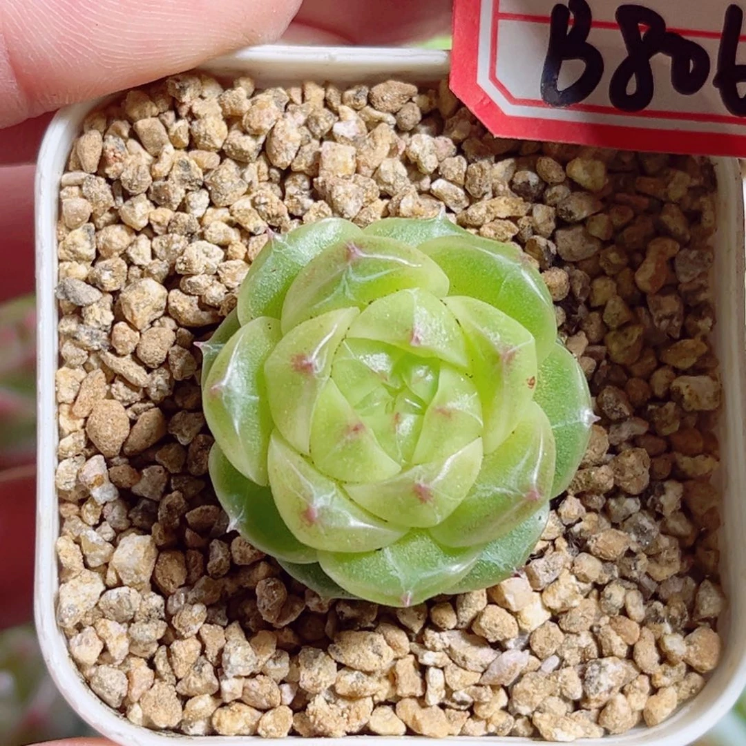 B806 一物一拍 清行