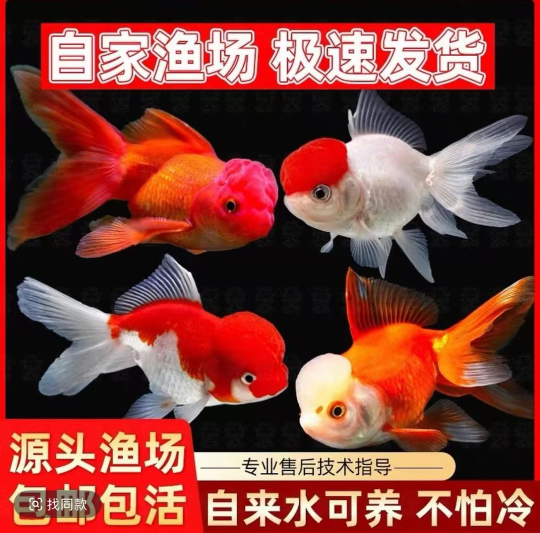 惊蛰~耐活好养冷水观赏大金鱼