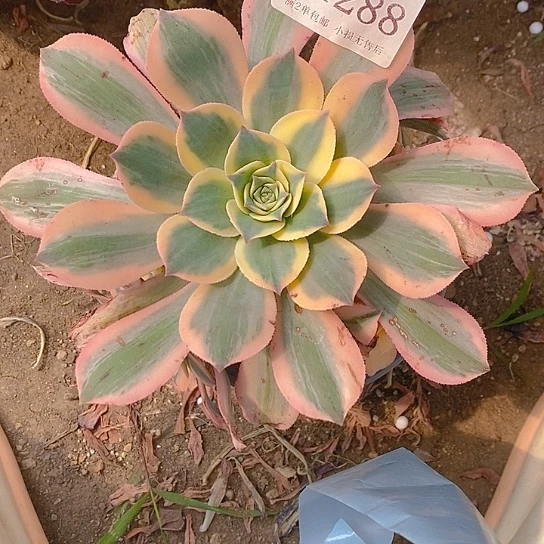 1288灿烂多肉发货叶片有黑斑