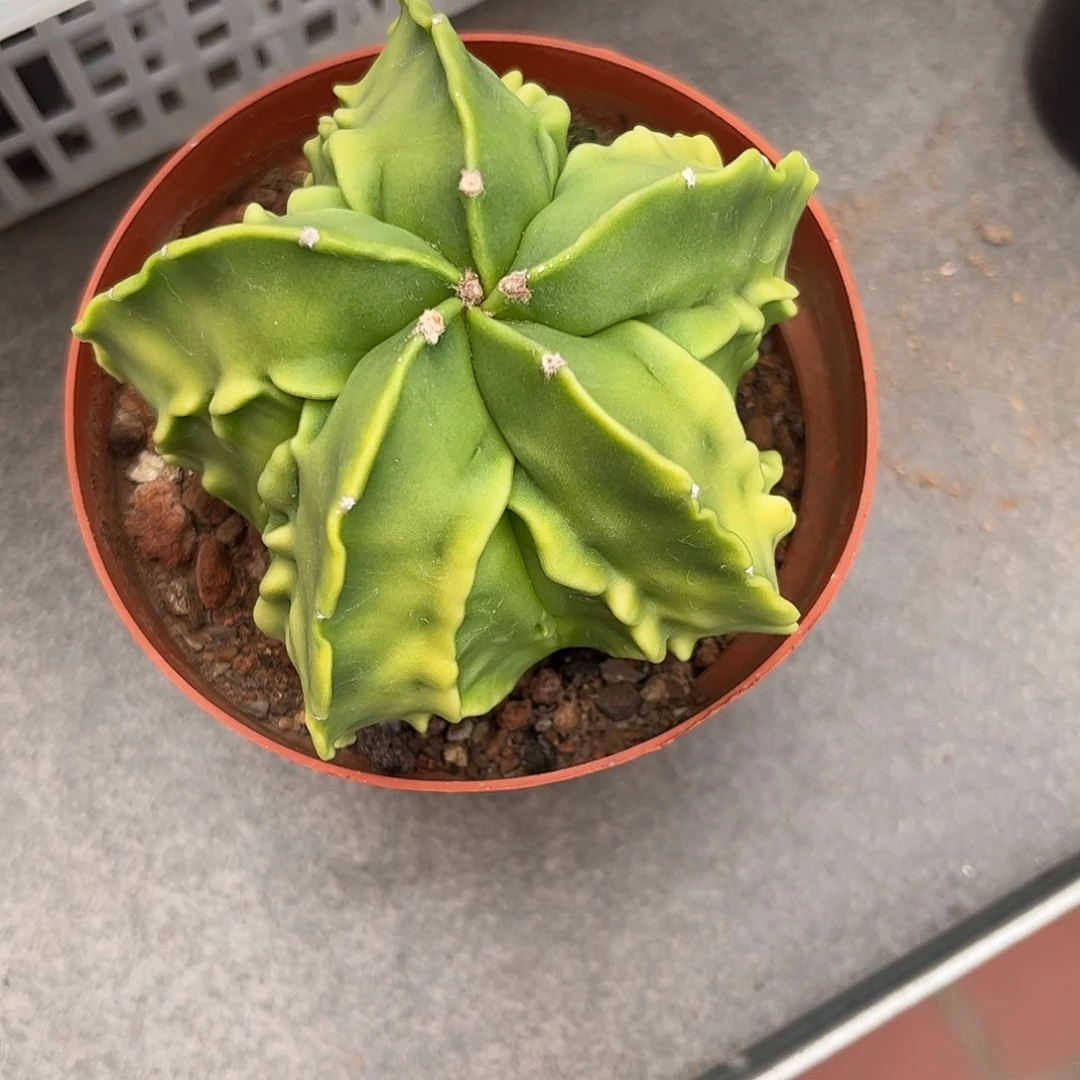 随***士仙人球鸾凤玉实生