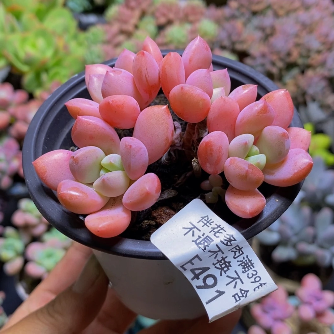 491粉桃花6cm多肉