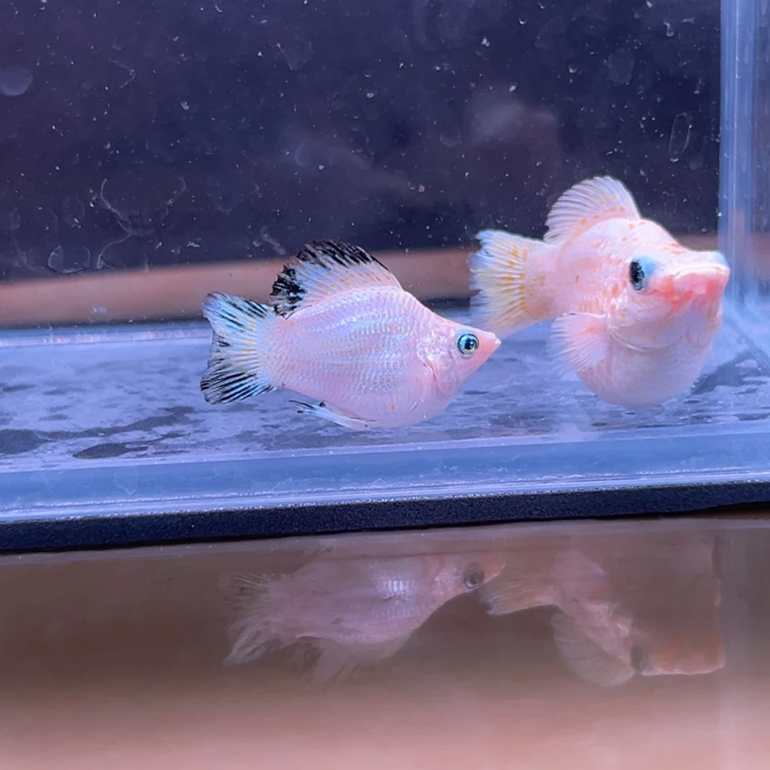 孔雀鱼皮卡丘玛丽一对