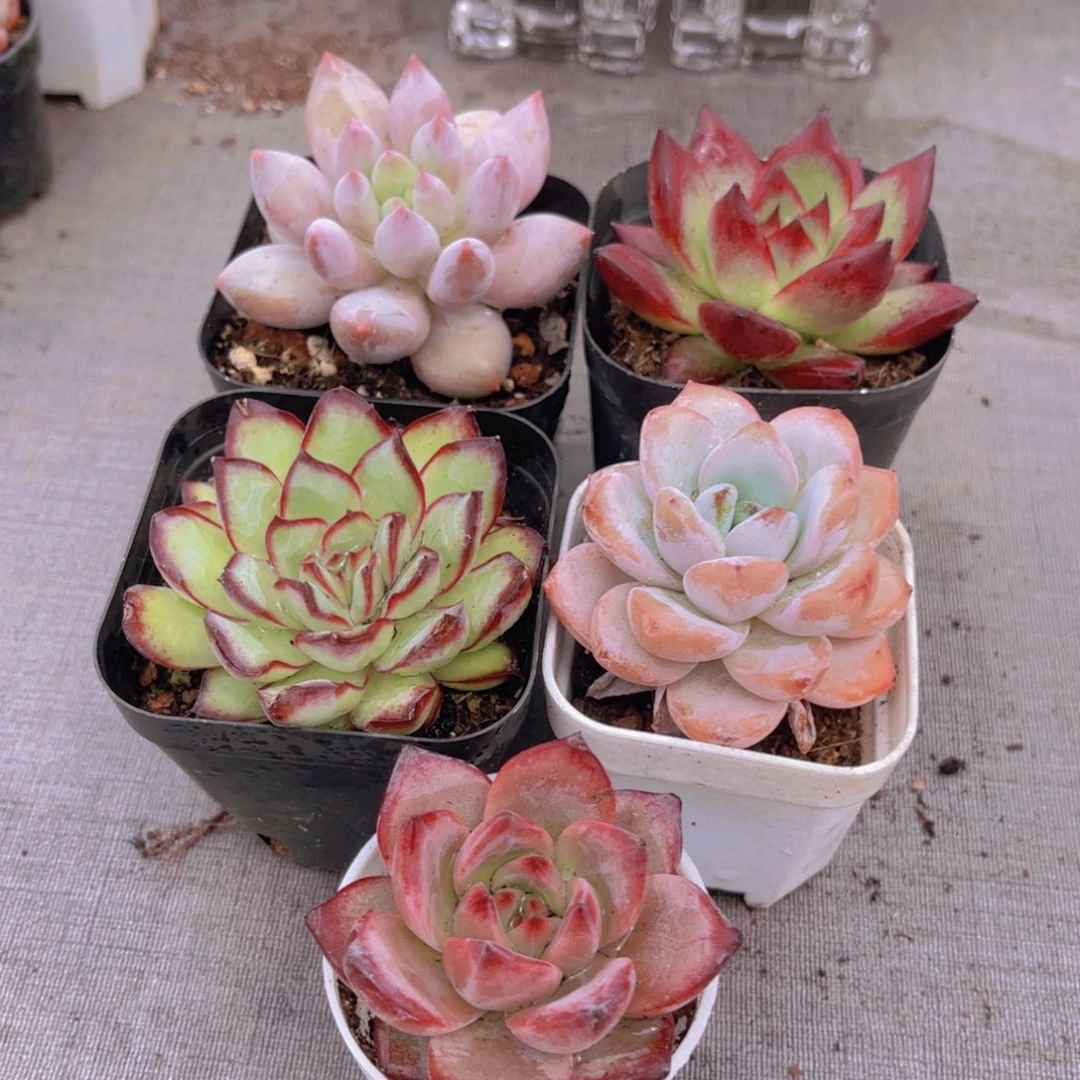 闪购超美套餐带盆土多肉4-5cm