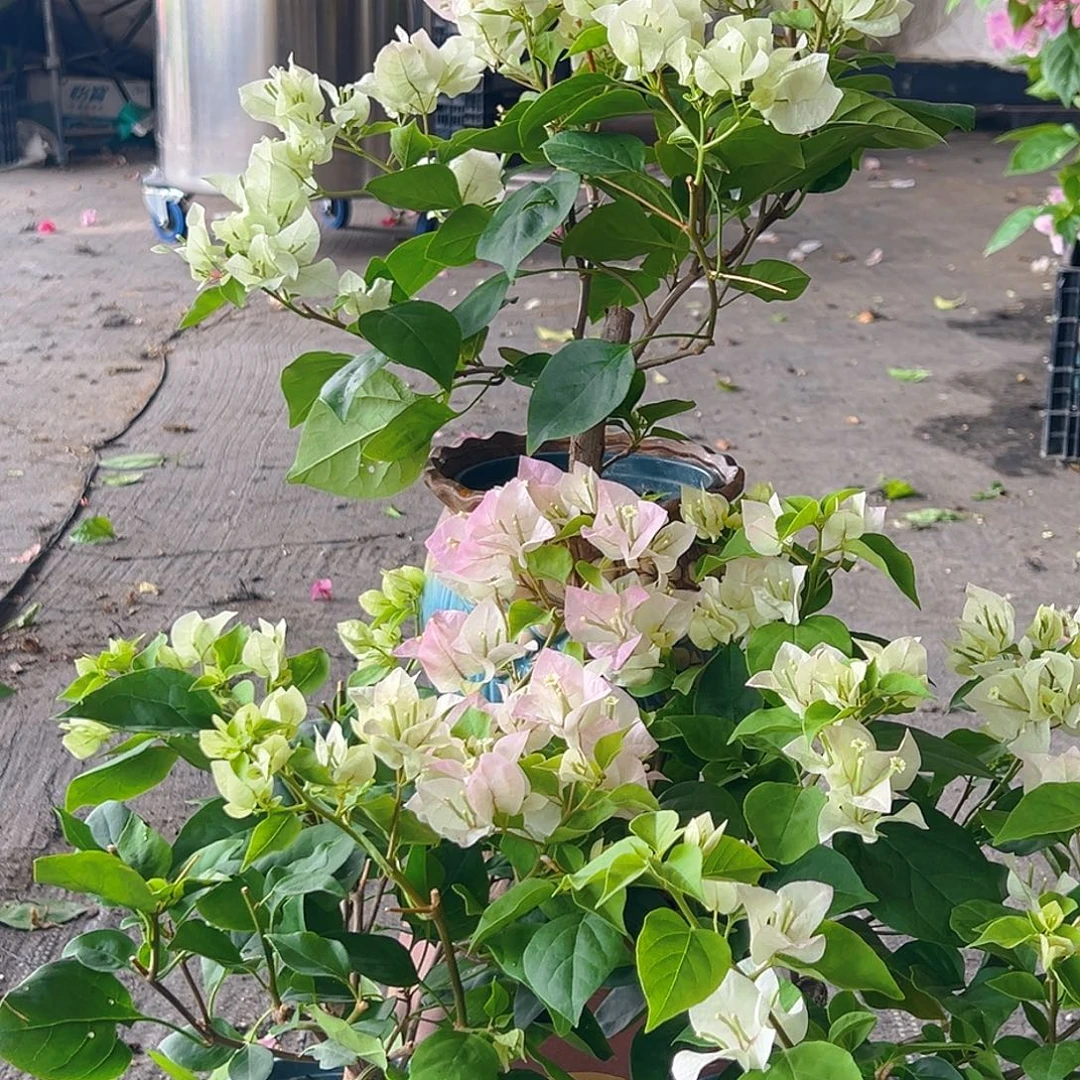 当前无花栽培后可以开花绿樱掌中宝一棵