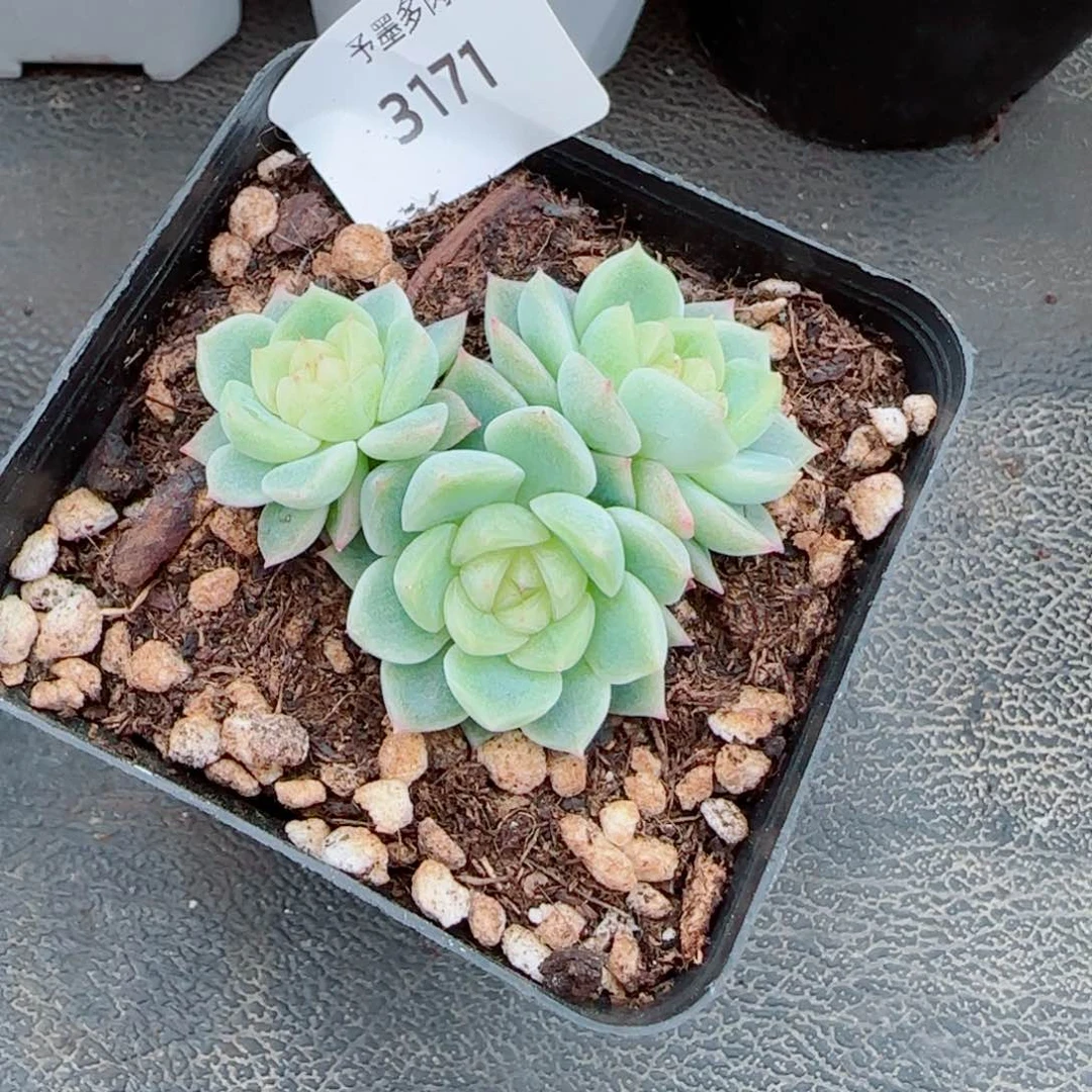 泼天富贵，3171多肉