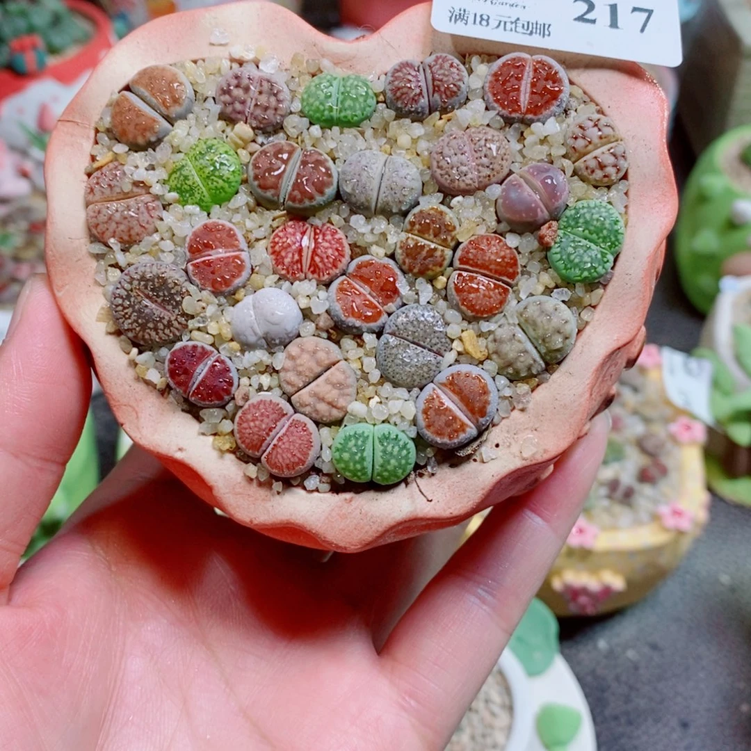 生石花花花花花花217