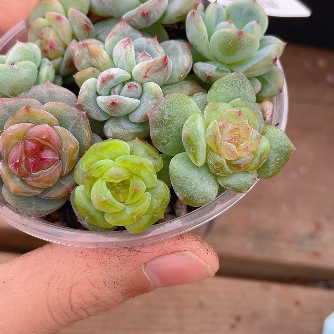 多肉植物多肉植物389