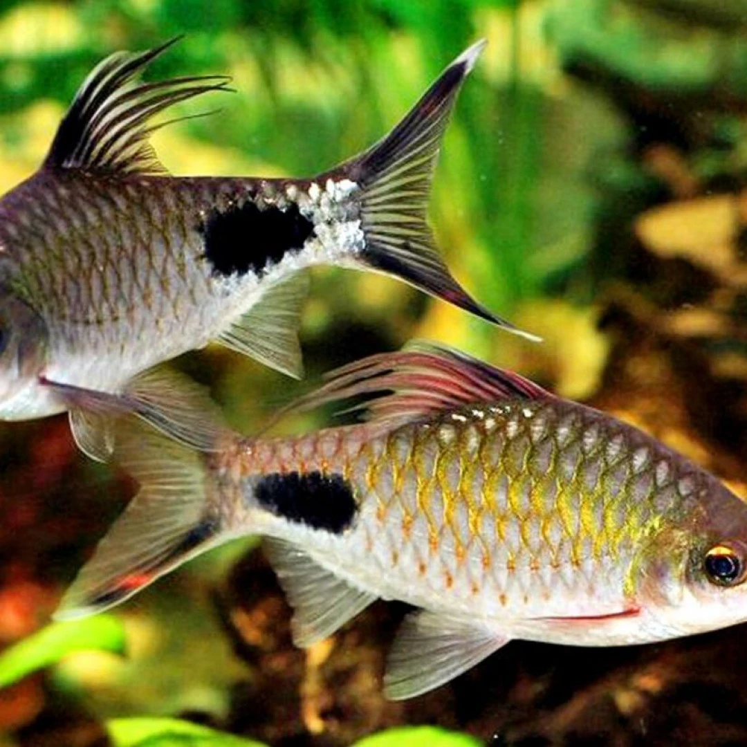 紫红两点鲫观赏鱼皮实耐活溪流缸小型观赏鱼