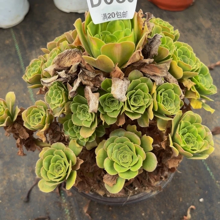 瑞妈多肉植物，069翡翠琉璃