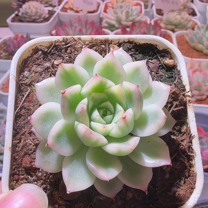 白麦秆锦多肉植物