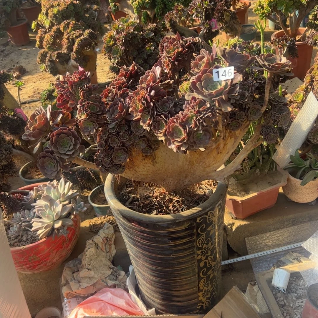 欧紫朵缀有伤146官府55