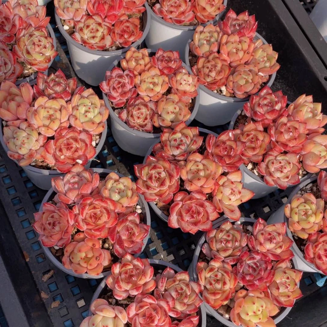 量拍31号夜魔侠➕Q橙组合6个