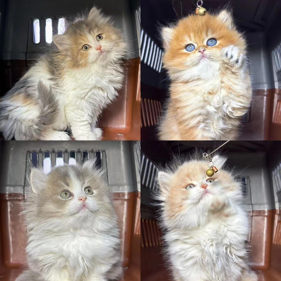 (网一兜猫）活体猫咪通用链接