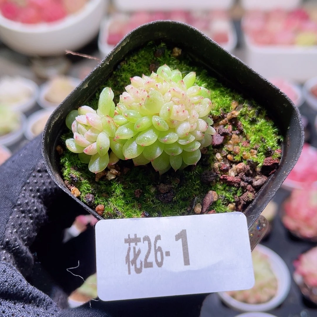 花利美26-1新品缀化