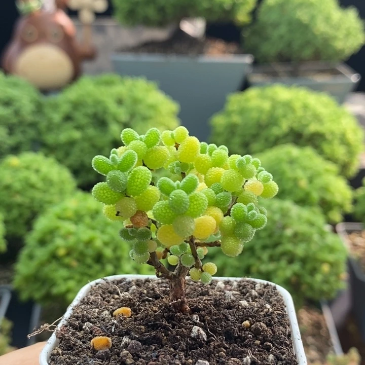 金橘糖球8197枝干番杏