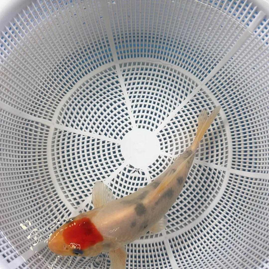 锦鲤鑫泓锦鲤养殖