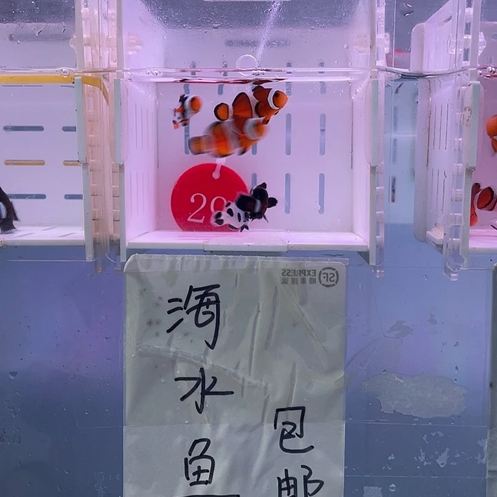海水鱼精品混搭5条