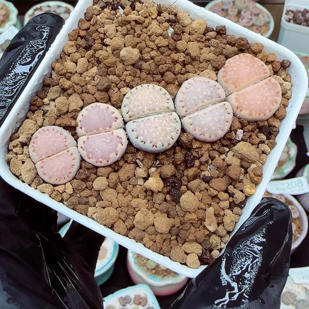 生石花满18包邮0922-243