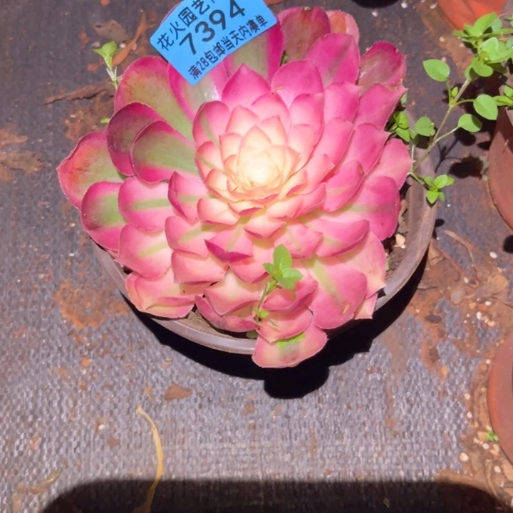 孔雀翎7394多肉植物