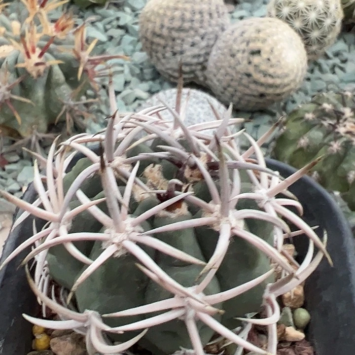 碧岩玉。 实生。