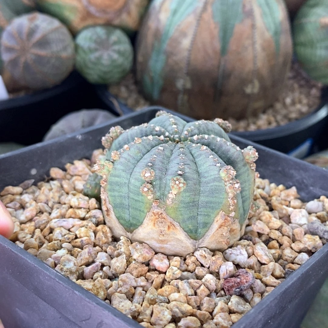 33日系胭脂布纹球多肉
