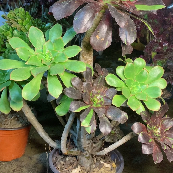 834巫毒拉丝多肉一物一拍