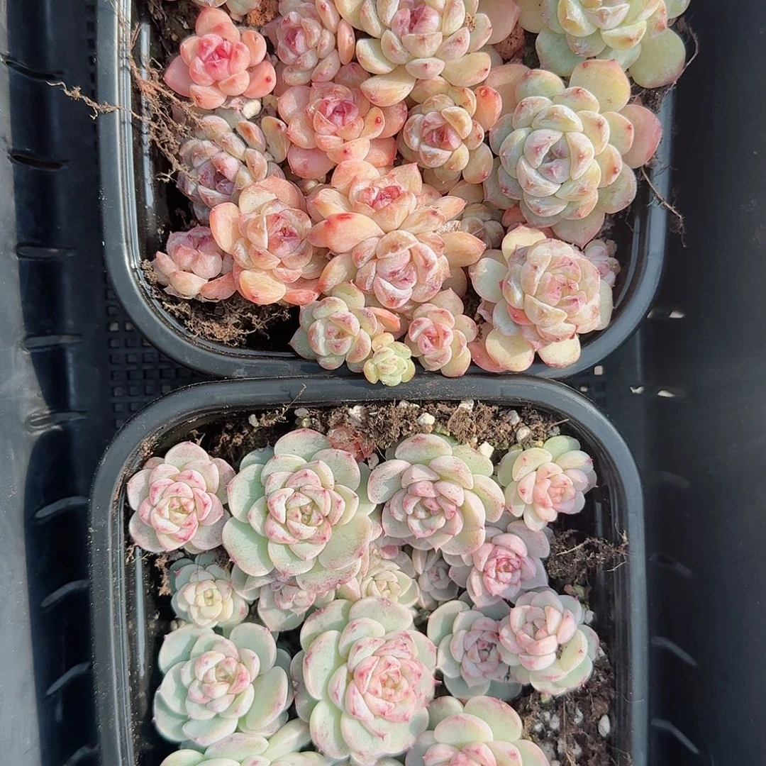 杂交新品珍妮多肉262