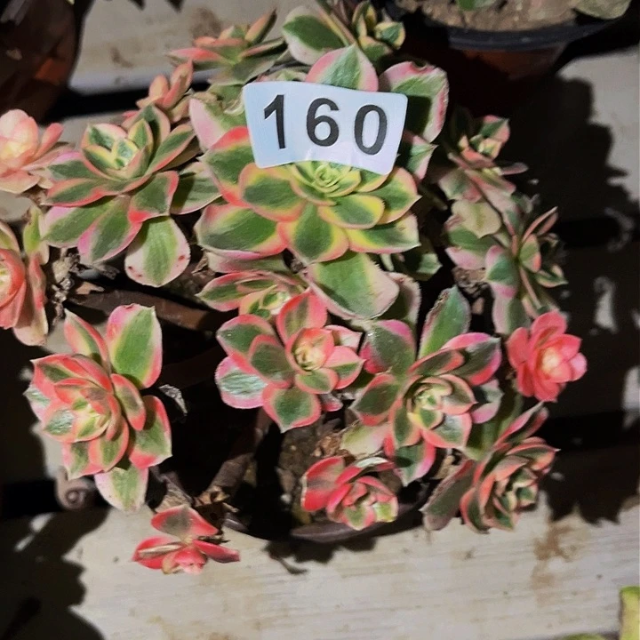 160男神多肉植物处理不售后