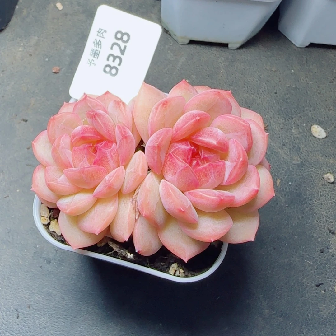 琴心，8328多肉植物