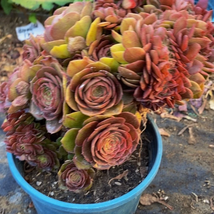 修***子万圣节一颗多肉植物