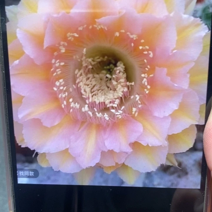 香香529号7.5公分左右