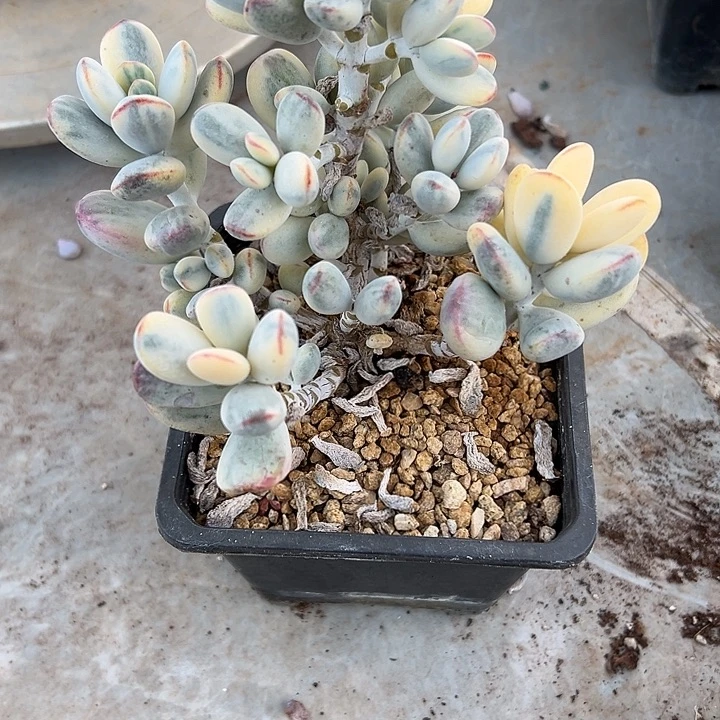 乒乓服娘锦群生多头