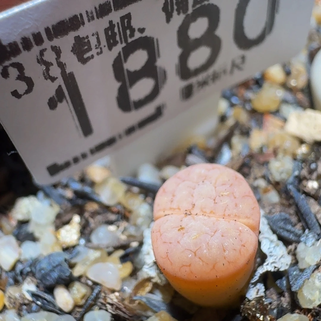 Ssss精品生石花1880