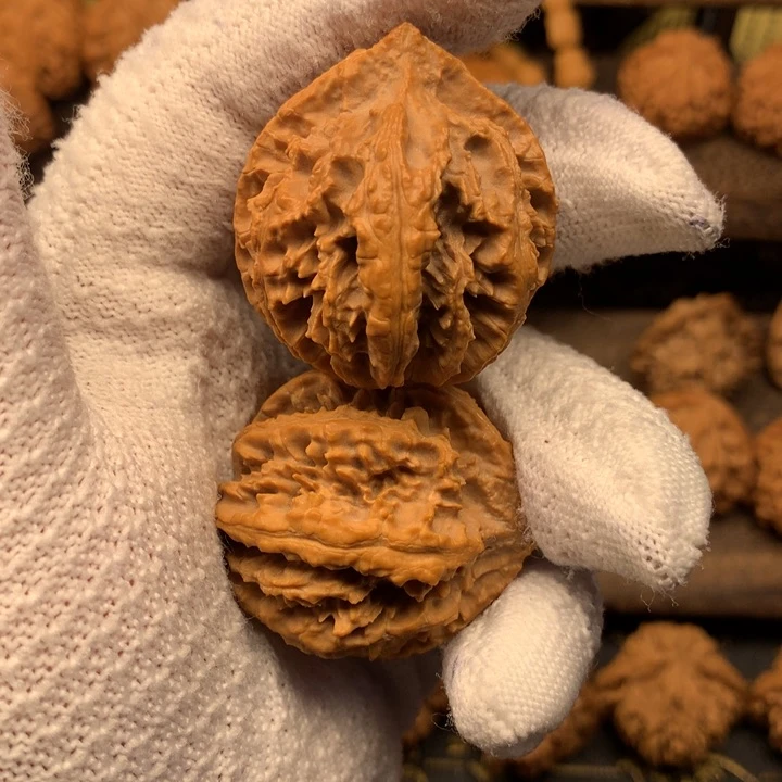 37尺秦岭野生灯笼八棱