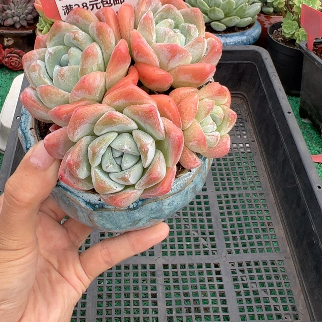 表妹精品多肉植物561.