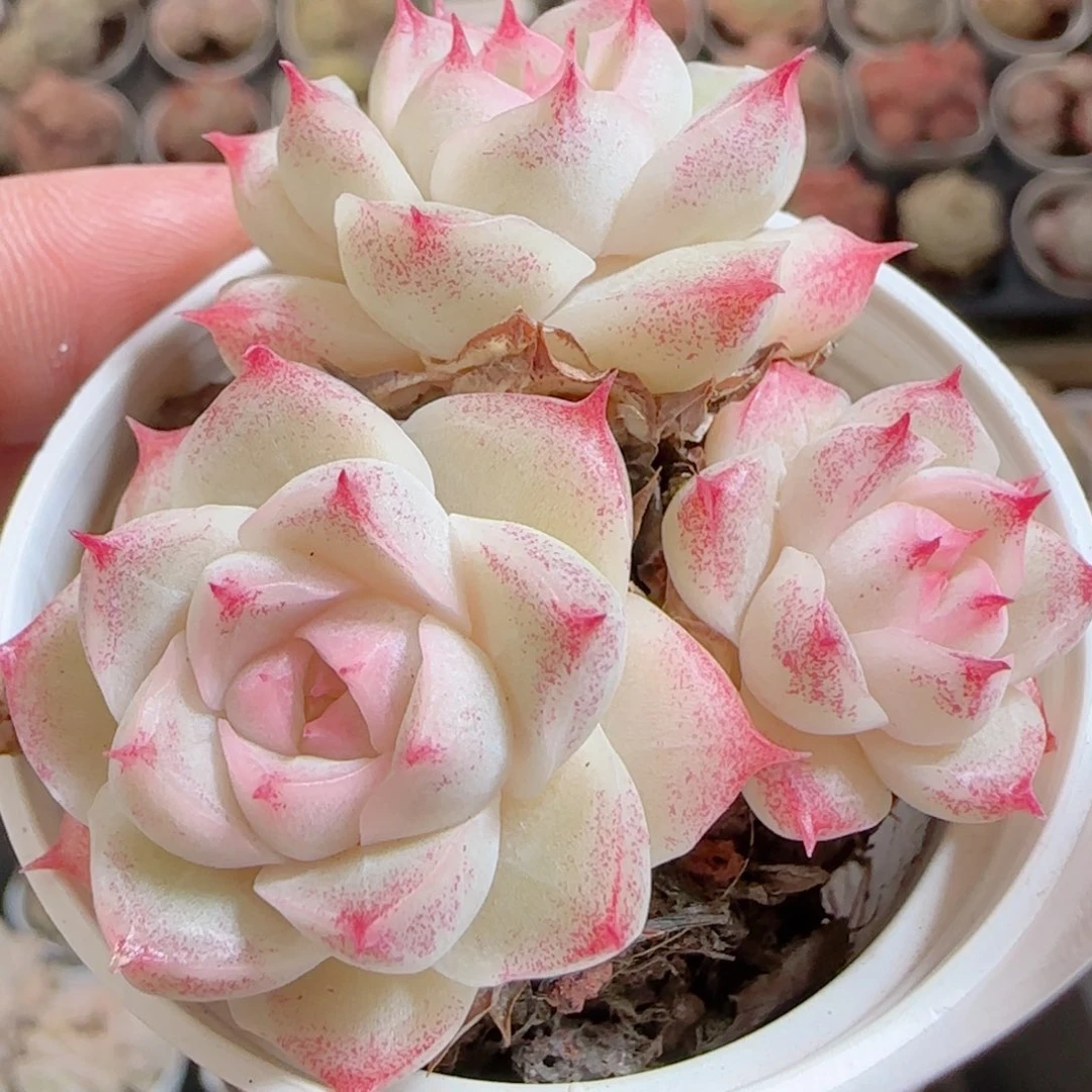 花语多肉0101-161散