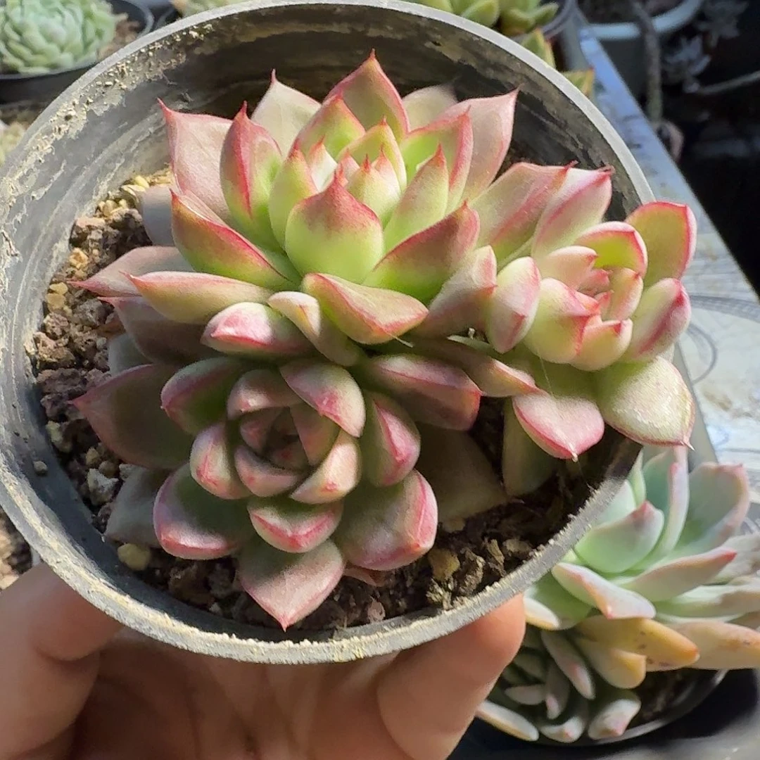 286八公分无砍梦幻女王满20包邮