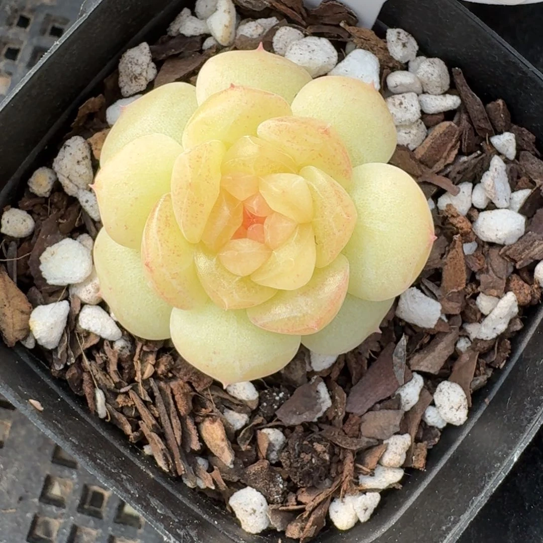 宴*0219-21-芳草8单头一颗