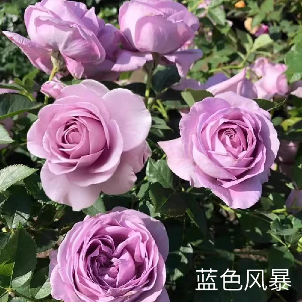 月季花苗阳台四季开花花盆栽花卉大花月季 专拍链接