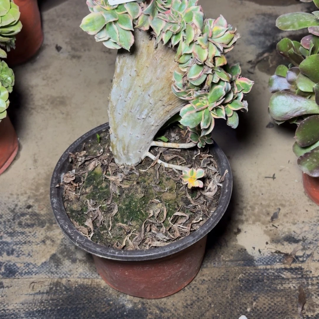 859多肉植物捧花的