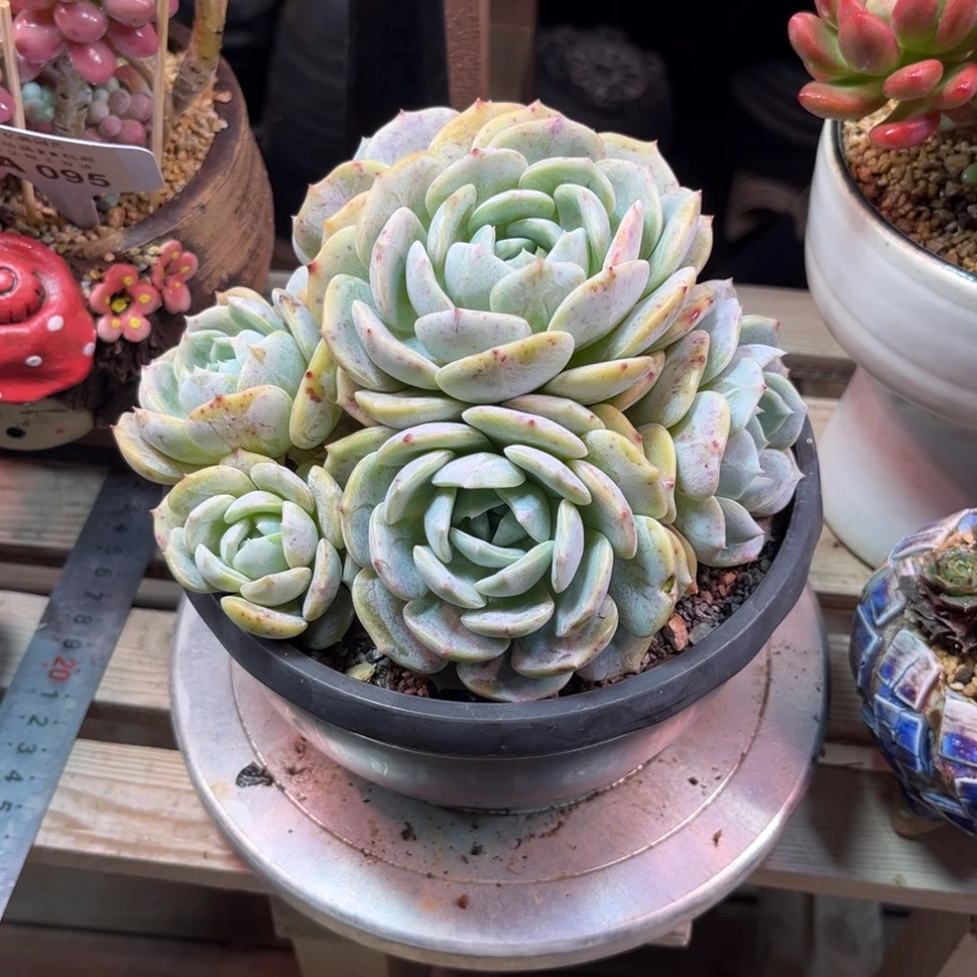 老凌多肉植物duihejm